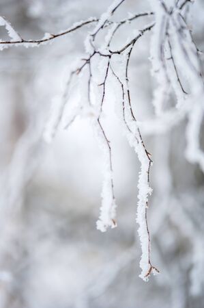 Birch branches in the frost in winterの写真素材