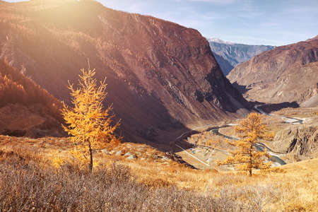 Trees, covered with yellow and scarlet leaves, on which falls warm light of the setting sun, high in the mountains. Autumn village scene.の写真素材