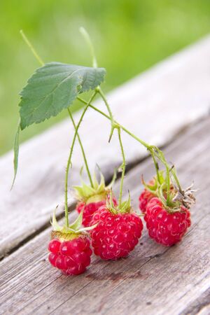 Raspberry on a branch.の写真素材