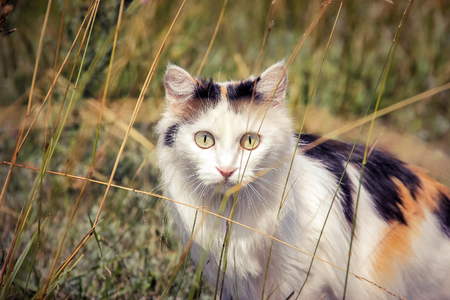 Cat on the natureの写真素材