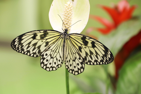 butterfly on flowerの写真素材