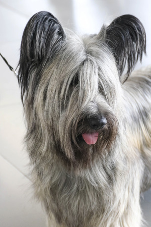 Dog Skye Terrierの写真素材