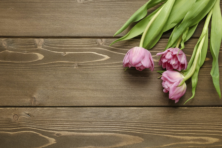 Pink tulips on a wooden backgroundの写真素材