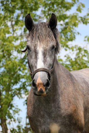 Portrait of gray horse on summer dayの写真素材