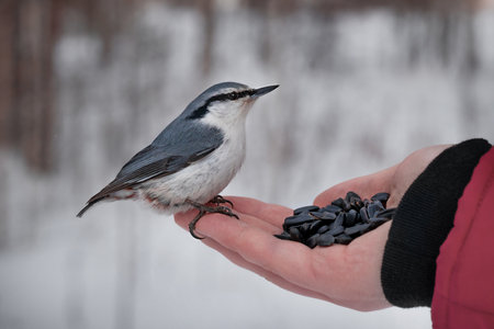 The Eurasian small wood nuthatch bird with blue-gray upperparts feathers and a black eye-stripe...