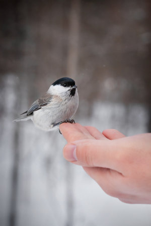 Close view of wild grey-brown willow tit with a black cap sitting on palm of hand and eating in forest at cold winter season. Concept of feeding birds and environmental protection.の写真素材