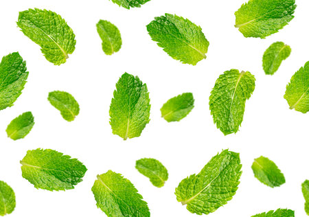 Seamless pattern made of fresh raw green aromatic mint or peppermint herb leaves isolated on white background used for food seasoning or as cocktail ingredient with bright aromaの写真素材