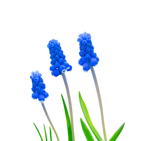Grape hyacinth or Muscari neglectum dark blue color, urn-shaped cultivated flowers arranged in a dense spike, blooming on green stems with leaves isolated on white backgroundの写真素材