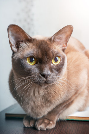 Head portrait of domestic purebred burmese cat of chocolate color sitting on wooden table at home and looking with bright yellow eyes sidewaysの写真素材