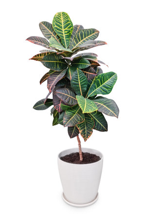 Single houseplant croton in the spurge family with broad green color leaves and wooden stems growing...