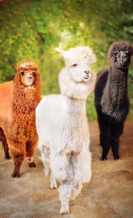 Full portrait of three alpaca (Lama pacos) species of South American camelid mammal with long neck and fluffy fur or orange brown, white and black colors standing outsideの写真素材