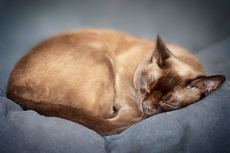 One peaceful resting purebred shorthair burmese cat of brown chocolate color with eyes closed rolls up into a ball and sleeping or naping on dark gray blanket in comfortable bedの写真素材