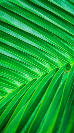 Background or backdrop made of closeup view of fresh lush green palm leaf of tropical coconut tree plant used as natural decorative element for landscape gardening botanical floralの写真素材