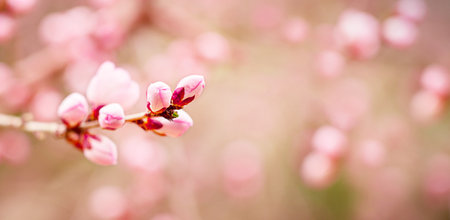 Close-up view of branch with small elegant cute pink buds of blooming cherry tree blossom or sakura...