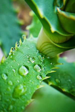 Close up view of Aloe vera evergreen perennial succulent leaves with dew water drops cultivated and used indoors as a potted decorative plant used in skin lotions, cosmeticsの写真素材