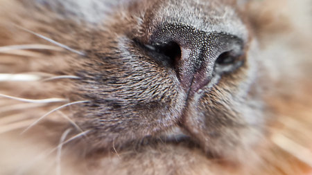 Close-up macro view of brown furry burmese pretty cat nose and mouth of chocolate color with white whiskers and short hair fur sniffing smells or breathing airの写真素材