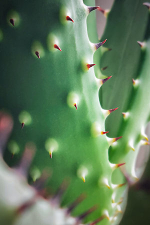 Closeup macro view of fresh juicy spiky green cactus or cacti with leafless spiny stem with thorns or spines cultivated as ornamental plants for indoor decoration may be placed outの写真素材