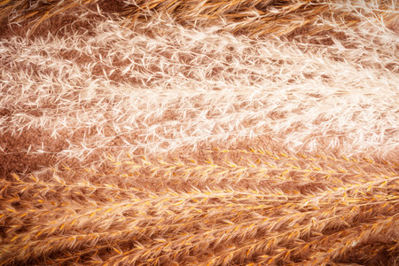 Background or backdrop of close-up of dried brown and neutral beige monochrome pampas grass plant...