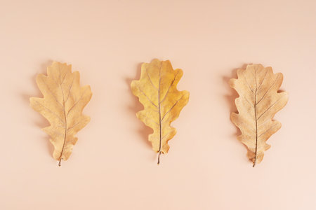 Top view of group of three natural aged dried brown or yellow oak tree leaves laying in a row on beige pastel background collected at autumn fall season in forest used as decorの写真素材