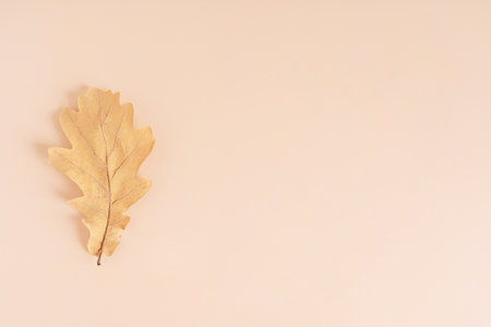 Top view of single dried natural yellow or brown oak tree leaf laying on beige pastel background...