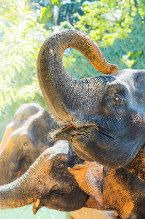 Close-up head portrait of Indian elephants face with one raising its trunk with eye and wrinkled...