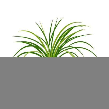 Home plant. Potted plant isolated on white. Flat. Vector illustration.のイラスト素材