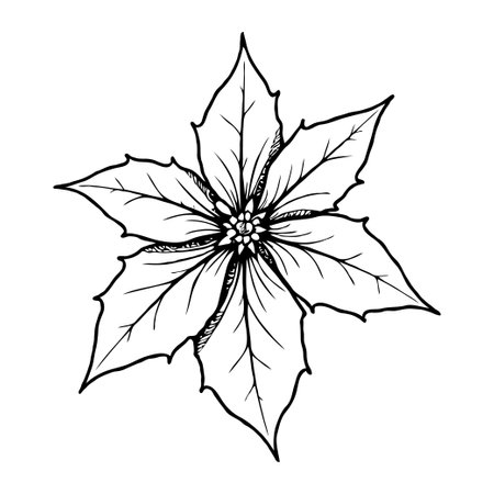 Detailed poinsettia flower sketch with pointed petals, hand-drawn ink style on white background, concept of botanical illustrationの素材