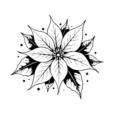 Stylized poinsettia flower with ink line detailing, hand-drawn style on white background, concept of botanical flora and festive decorationの素材