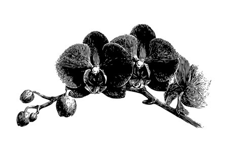 Black ink drawing of orchid flowers with buds and stem in engraving style on white background, symbolizing elegance and botanical beautyの素材