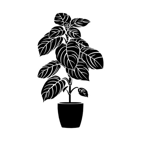 Silhouette of potted Prayer Plant 'Beauty Kim' with large leaves on white background in graphic style.の素材