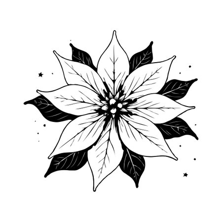 Detailed black and white poinsettia flower illustration in sketch style on white background, representing elegance and botanical designの素材