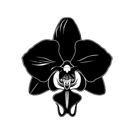 Black orchid Phalaenopsis flower silhouette isolated on white background, detailed illustration.の素材