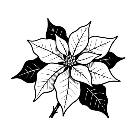 Monochrome poinsettia flower with detailed leaves, hand-drawn sketch style on clean white background, concept of holiday botanical artの素材