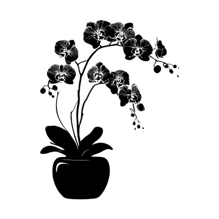 Elegant orchid Phalaenopsis flower in pot in black silhouette style on white background.の素材
