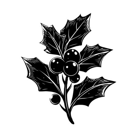 Detailed holly leaves and berries drawn in black ink engraving style on a white background, symbolizing winter holidays and festive natureの素材