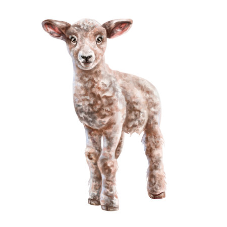 Cute fluffy lamb of light brown color in full growth. digital illustration. isolated objects. From the farmer's collectionの写真素材