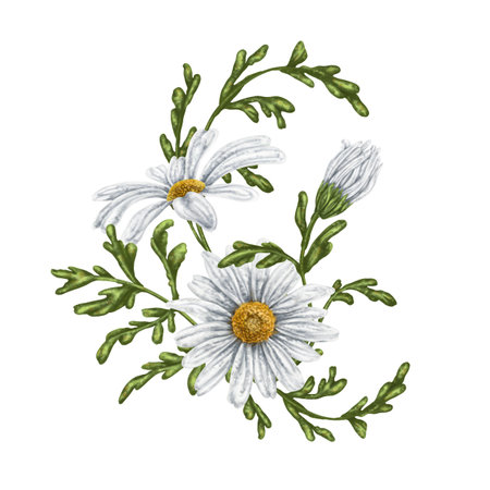 A composition of large wild daisies. Flowers, buds and leaves. On a white background. Design for herbal tea, natural cosmetics, aromatherapy, health products, textilesの写真素材