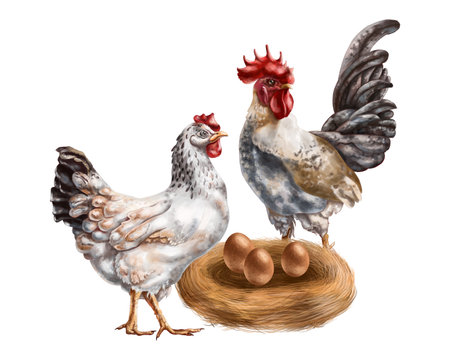 A composition of a white hen and a gray rooster among a nest and chicken eggs. For postcards, textiles, booklets, banners, stickers. digital illustration.の写真素材
