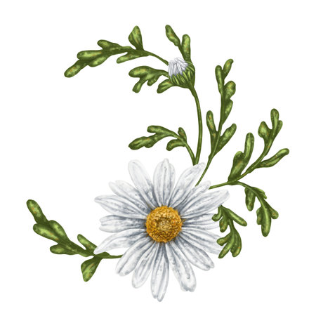 A crescent-shaped composition of large wild daisies. Flowers, buds and leaves. On a white background. Design for herbal tea, natural cosmetics, aromatherapy, health products, textilesの写真素材