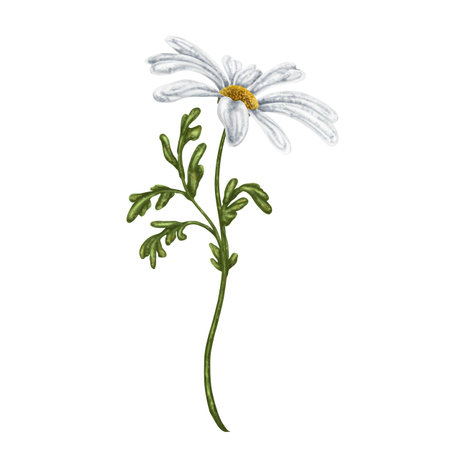 Wild wild flower of white chamomile, with green leaves. On a white background. Design for herbal tea, natural cosmetics, aromatherapy, health products, textilesの写真素材