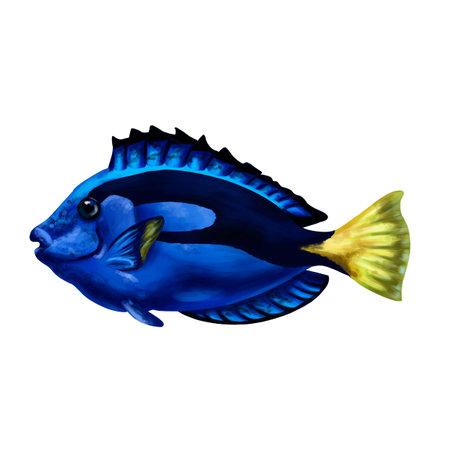 Bright blue surgeon royal. Exotic sea fish. Holidays in the tropics, travel, underwater world. For postcards, souvenirs, prints.の写真素材