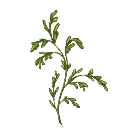 Wild wild leaves of white chamomile, with green leaves. On a white background. Design for herbal tea, natural cosmetics, aromatherapy, health products, textilesの写真素材