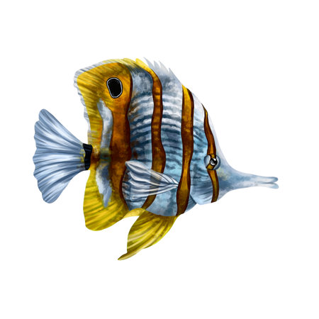 Yellow and white striped butterfly fish. An exotic underwater animal. Holidays in the tropics, travel, underwater world. For postcards, souvenirs, prints.の写真素材
