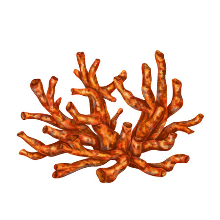 Sea coral is bright red-orange in color. isolated object on a white background. Tropical underwater world. digital illustration.の写真素材