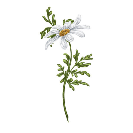 Wild wild flower of white chamomile, with green leaves. On a white background. Design for herbal tea, natural cosmetics, aromatherapy, health products, textilesの写真素材