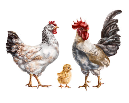 A set of three farm animals: a white chicken, a gray rooster and a yellow chicken. For postcards, packaging design, textiles, bookletsの写真素材