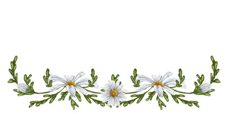 Composition b of large wild daisies. Flowers, buds and leaves. On a white background. Design for herbal tea, natural cosmetics, aromatherapy, health products, textilesの写真素材