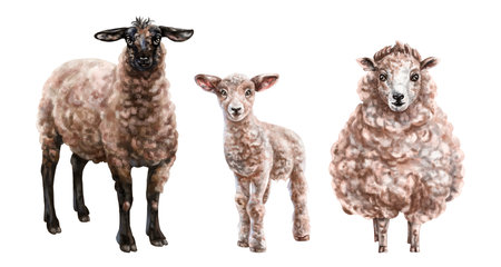 A set of three farm animals: brown sheep and lamb, black sheep. For postcards, packaging design, textiles, bookletsの写真素材