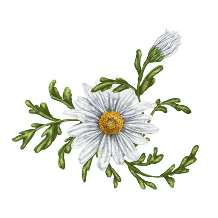 A composition of large wild daisies. Flowers, buds and leaves. On a white background. Design for herbal tea, natural cosmetics, aromatherapy, health products, textilesの写真素材