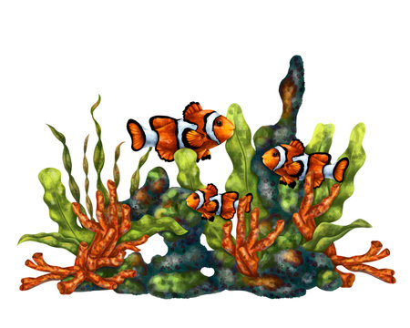 A bright composition with an underwater world. Red coral, seaweed, tropical clown fish. Digital illustration on a white background. For printing, stickers, posters, postcards, prints.の写真素材
